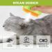 Cat Steam Brush Steamy Cat Brush - 3 in1 Pet Steam Brush Steam Brush for Dogs & Cats Multifunctional Cat Grooming Brush Pet Massage Comb Pet Hair Removal Comb (green) - Buy Online on GoSupps.com