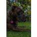 Personalized Double-Sided Dog & Cat Branding Tags - Unique 30mm & 35mm Options | Engraved in Yellow - Perfect for Pet Master - Buy Online on GoSupps.com