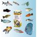 JBL Atvitol Multivitamin for Aquarium Fish - 50 ml Drops | Essential Nutrition for Healthy Fish - Buy Online on GoSupps.com