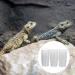 Balacoo 20pcs Pet Feeding Cup Paint Measuring Cups Small Gecko Food and Water Cups Reptile Feeder Cup Animal - Buy Online on GoSupps.com