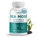 SEA Moss Black Seed Oil Ashwagandha Ginger 16-in-1 Formula - with Burdock Bladderwrack Turmeric Non-GMO Gluten-Free Soy-Free 150 count (pack of 1)