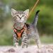 Rabbitgoo Breakage-Proof Cat Dishes & Harness Sets | Durable Cat Gear for International Shipping - Buy Online on GoSupps.com
