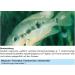 Sera Med Professional Protazole 100 ml - Effective Treatment for Fish Skin Parasites | Aquarium Medicine - Buy Online on GoSupps.com