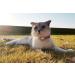 WHALEZON Airtag Cat/Dog Collar Holder - Anti-Lost Pet Tracker Case - Mint Green/Pink - Compatible with Apple Air Tag - Fits Puppy Collars 3/8 and 5/8 - Buy Online on GoSupps.com