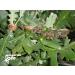 900g Black Forest Bee Oak Honeydew: Pure Honey from Aphids - Buy Online on GoSupps.com