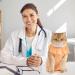 Avont Katzenbody - Post-Op Recovery Suit for Cats | Leak Protection for Abdominal Wounds & Skin Issues | Medium Apricot - Buy Online on GoSupps.com