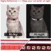Nobleza Reflective Cat Collars with Bell Quick Release Safety Buckle Kitten Collar Adjustable 20-30cm Suitable for All Girl Boy Cats Kitten Pet (2 Pack Red) - Buy Online on GoSupps.com