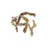 Sphagnum Moss for Terrariums & Orchids 150g from Chile | Premium Quality & Fast International Shipping - Buy Online on GoSupps.com