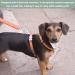 Beylos 2Pcs Double Ended Dog Lead Hook Durable Dog Lead Clips for Connect Ropes Chains Dog Traction Belts Walking Small Pets Also Used for Hanging Keys Packing Luggage or Farm Applications - Buy Online on GoSupps.com