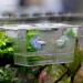 Acrylic Aquarium Breeder Box | Fish Tank Separator for Breeding Baby Fish | Fry Tank for Shrimp, Guppy, Clownfish | Aggressive Fish Hatchery - Buy Online on GoSupps.com