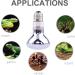 DERNORD 50W Reptile Basking Heat Lamp Bulb 2-Pack for Bearded Dragons Tortoises & Chicks - Optimal Heat & Light - Buy Online on GoSupps.com
