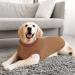 Kuoser Dog Sweater for Small Dogs | Soft & Stylish Pet Clothing | Thin Dog Jacket & Pajamas - Buy Online on GoSupps.com