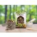 panihari Birju Mahavir Giloy Stem Cutting Tinospora Cordifolia Natural Original 400 g - Buy Online on GoSupps.com