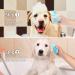 2-Pack Soft Silicone Dog Bath Brush - Pet Shampoo Massage Dispenser for Grooming - Ideal for Short & Long Haired Dogs and Cats - ISWAYSTORE - Buy Online on GoSupps.com