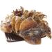 Dried Squid Whole Body One Side Premium Natural Seafood (500 Grams)