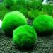 6Pcs Moss Balls Natural Green Moss Balls Live Aquarium Plants 1.2-1.6 inch Artificial Seaweed Ball Plants Water Grass Shrimp Water Grass Balls for Fish Tank Terrarium - Buy Online on GoSupps.com