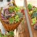 10 Assorted Rare Succulent Cuttings - Perfect for Terrariums, Gardens, and DIY Projects - Unique Wedding Decor Gift - Easy to Grow! - Buy Online on GoSupps.com
