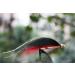 Tigofly 40pcs Cone Head Tube Fly Set | Best Streamer Flies for Salmon Trout & Steelhead Fishing - Premium Lure Patterns - Buy Online on GoSupps.com