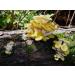 Golden Oyster Mushroom (Pleurotus citrinopileatus) Liquid Culture for Mushroom Cultivation on Grain or Agar - Buy Online on GoSupps.com