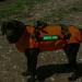 Reflective Service Dog Patches Detachable Dog Patches for Harness Removable Dog Tags for Service Dog Vest In Training Dog Patch Do Not Pet Patch Tactical Dog Vest Patch(6pcs) Dogpatches-6pcs - Buy Online on GoSupps.com