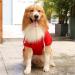 Waterproof Winter Dog Coat | Warm Jacket & Hoodie for Puppies & Small Dogs | Fleece Pet Clothing - 1107debka-red - Buy Online on GoSupps.com