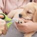 OneCut Nail Clippers for Pets - Professional Cat & Kitten Claw Trimmers - Ideal for Small Dogs & Puppies - Updated Green Design - Buy Online on GoSupps.com