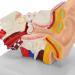 1.5X Magnified Human Ear Model Painted Artificial Ear Model Auditory System Organ Ear Structure Teaching Office Decoration Beige - Buy Online on GoSupps.com