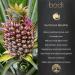 Bodi Bromelain 100gdu Pineapple Extract Powder | Pure Natural Chemical-Free | 4oz Size - Buy Online on GoSupps.com