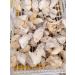 ENPAP Natural Semi-precious White Quartz Rough Specimen with HealthyTower Point Can be used for (Size : 150g) xingyong (Size : 150g) - Buy Online on GoSupps.com