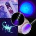 Geekhigh UV Flashlight - LED 395NM Waterproof Black Light for Pet Urine Bed Bugs & Scorpion Detection | Zoomable & IP54 Rated - Buy Online on GoSupps.com