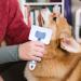 Vinabo Self-Cleaning Dog & Cat Brush - Perfect for Long & Short Haired Pets - Remove Undercoat Effortlessly - Blue - Buy Online on GoSupps.com