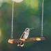 POPETPOP Bird Swing 2 Packs Parrot Swing Wooden Bird Swing Toy with Bell Hanging Swing Ring for Budgie Parakeet Cockatiel - Buy Online on GoSupps.com
