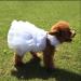 Delifur Dog White Wedding Dress Princess Fashion Skirt for Small Medium Dogs & Cats (L) - Buy Online on GoSupps.com