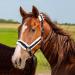 Nobleza Knotted Halter for Horses - Padded Nose & Neck Dark Blue | Ideal for Riding & Training - International Shipping Available - Buy Online on GoSupps.com