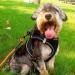 Joyal Reflective Dog Harness - Soft Padded Air-Mesh for Small & Medium Dogs | Black L - 47-55cm - Buy Online on GoSupps.com