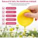 Kojic Acid and Turmeric Pads Turmeric Kojic Acid Pads Turmeric and Kojic Acid Cleansing Pads Turmeric Exfoliating Foaming Pads Turmeric Cleansing Sponges Pads - Buy Online on GoSupps.com