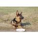 DOZER Adult dog food | Complete food with different types of meat (500 g) | Natural and nutritious | Wet dog food (x 10 goose) - Buy Online on GoSupps.com