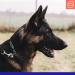Buy Sprenger Stainless Steel Dog Hall Chain with Sprinkler Hook - Adjustable 50cm - Durable 3mm Silver Necklace for Dogs - Buy Online on GoSupps.com