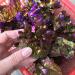 Specimen 200G Angel Aura Quartz Crystal Cluster for Decoration - Buy Online on GoSupps.com