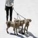 Techson 3 in 1 Dog Leashes with Padded Handle Durable Detachable Long Nylon Rope Lead for Double Triple Multiple Pet Puppy - Buy Online on GoSupps.com
