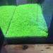 C-LARSS Aquarium Fish Tank Plant Seeds - Green Leaves Carpet Water Grass Decor for Aquatics - Buy Online on GoSupps.com