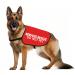 Nervous Rescue Dog Jacket Vest Nervous Rescue Do Not Pet Dog Vest Dog Walking Slogan Warning Vest (Nervous Pet M)