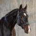 Sunride English combined bridle Hawaii with reins made of soft real leather colored adjustable and anatomical (COB black/white) COB black/white