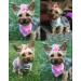 Masue Pets 50pcs Dog Hair Bows with Rhinestone Pearls - Cute Dog Topknot Bowknots - Buy Online on GoSupps.com