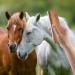Comebachome Deshedding Tool Horse Shedding Tool Handheld Carbon Steel Horse Deshedding Tool with Wooden Handle 8x3in Loose Hair Fur Deshedding Tool for Horses Dogs Cats Horse Shedding Tool - Buy Online on GoSupps.com