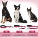 Vivaglory Short Dog Leash - 61 cm Traffic Leash for Medium to Large Dogs | Durable Red Training Line - Buy Online on GoSupps.com