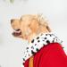 Gold-Plated Royal Saut Pearls & Dog/Cat Hair Accessories | Lovelyshop Phallus Collection - International Shipping - Buy Online on GoSupps.com