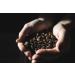 Caf Royal Ristretto 36 Capsules pour Cafeti re Caf Nespresso - Intensit 9/10 - Capsules de Caf en Aluminium certifi es UTZ (Lot de 4) - Buy Online on GoSupps.com