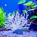 Inheming 2-Piece Artificial Coral Decoration for Aquariums - Realistic Fish Tank Accessories & Underwater Landscape Decor - Buy Online on GoSupps.com