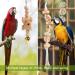 Vegena 7-Piece Wooden Bird Toy Set - Colorful Ladders with Landing Sites for Budgies Parrots and Cockatoos - Ideal Bird Cage Accessories - Buy Online on GoSupps.com
